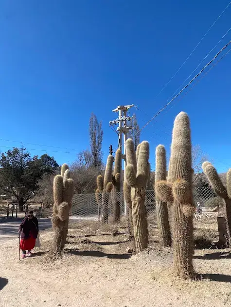 Is Humahuaca worth visiting? A cactus lined street in Humahuaca