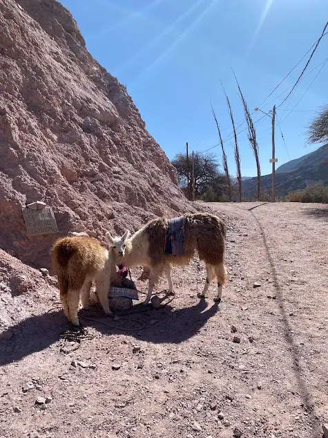 Llamas eating in Purmamarca 
